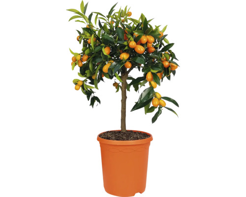 Pom cu citrice Kumquat FloraSelf Citrus kumquat ghiveci Ø 23 cm