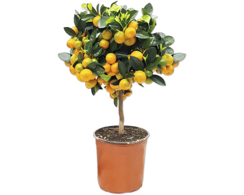 Calamondin FloraSelf Citrus calamondin ghiveci Ø 16 cm