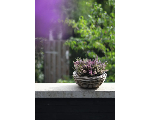 Căldărușă într-un coș pe un zid de piatră