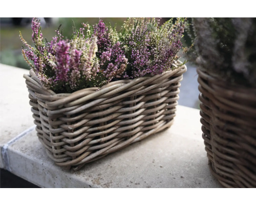 Plantă de heather înflorită într-un coș de răchită