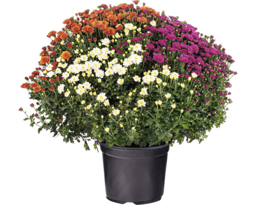 Crizantemă Chrysanthemum tricolor ghiveci Ø 19 cm diferite culori