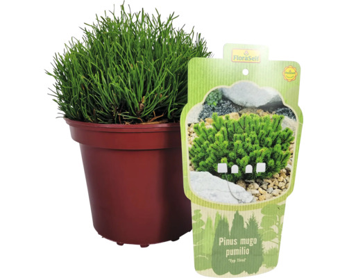 Pin montan ''Pumilio'' în ghiveci