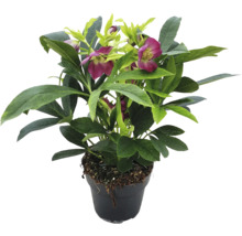 Spânz în ghiveci cu frunze verzi și flori roșii