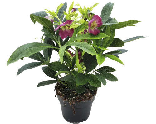 Spânz în ghiveci cu frunze verzi și flori roșii