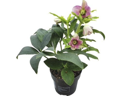 Trandafirul Crăciunului FloraSelf Helleborus orientalis | HORNBACH