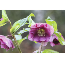 Prim-plan cu o spânz purpurie cu frunze verzi.