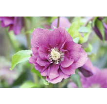 Prim-plan cu o spânz purpurie cu frunze verzi