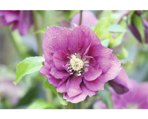 Prim-plan cu o spânz purpurie cu frunze verzi