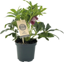 Spânz ''Winter Princess'' în ghiveci