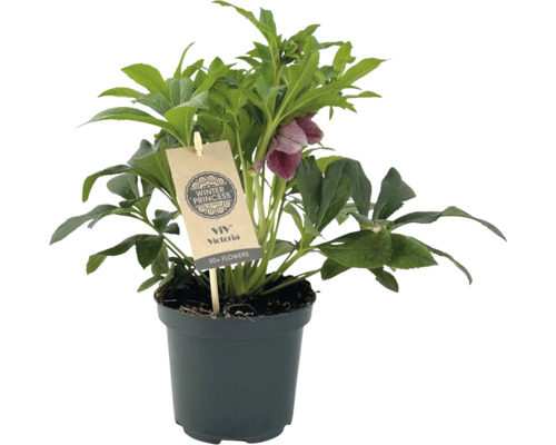 Spânz ''Winter Princess'' în ghiveci