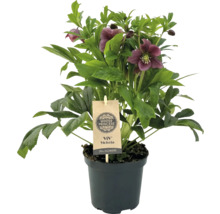 Spânz Victoria în ghiveci cu peste 30 de flori