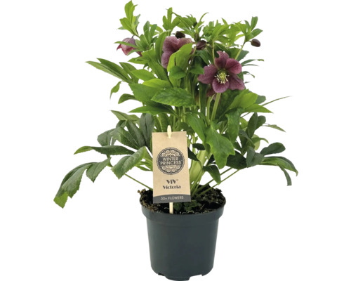 Spânz Victoria în ghiveci cu peste 30 de flori