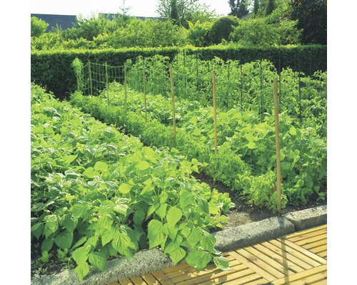 Grădină de legume cu diverse plante și suporturi de cățărare