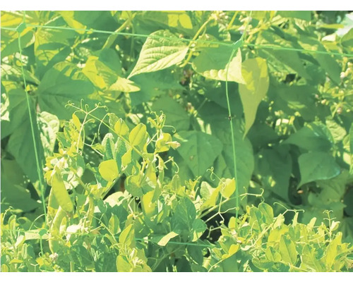 Plante de mazăre și fasole verde care cresc pe un spalier