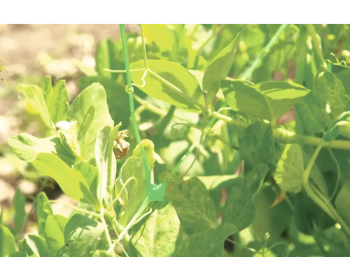 Prim-plan cu o plantă de mazăre cu frunze și suport de cățărare în grădină.