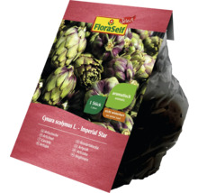 FloraSelf Anghinare ''Imperial Star'', o plantă