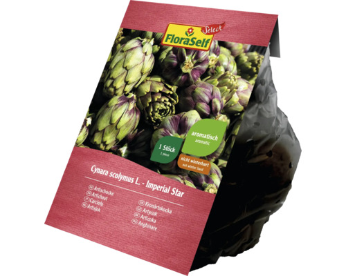 FloraSelf Anghinare ''Imperial Star'', o plantă