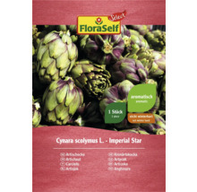 Semințe de anghinare de la FloraSelf