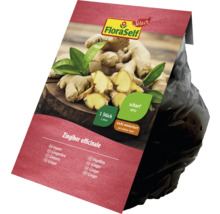 FloraSelf rizom de ghimbir, o bucată