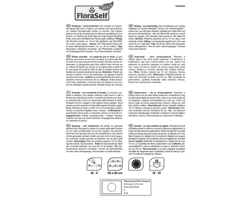 Informații despre planta de ghimbir cu instrucțiuni de plantare, dimensiunea ghiveciului și pașaportul plantei