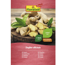 FloraSelf rizom de ghimbir, o bucată, nu este rezistent la iarnă și picant