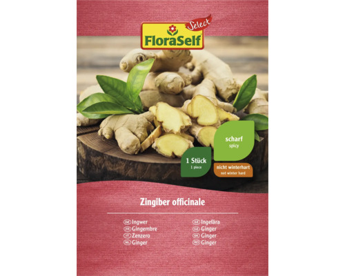 FloraSelf rizom de ghimbir, o bucată, nu este rezistent la iarnă și picant