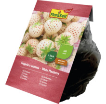 FloraSelf White Pineberry căpșun în sac de plantare, rezistentă la iarnă și dulce