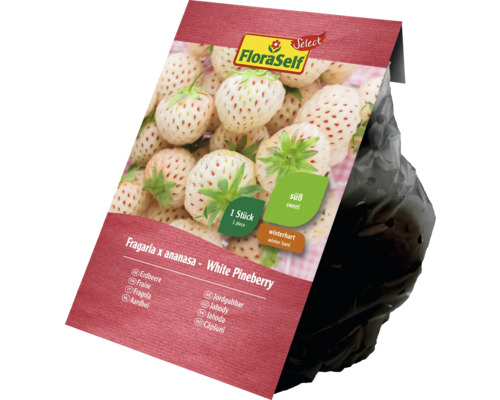 FloraSelf White Pineberry căpșun în sac de plantare, rezistentă la iarnă și dulce