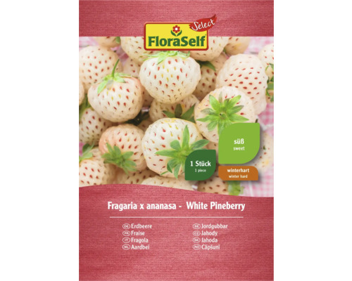FloraSelf White Pineberry Căpșună, 1 bucată, dulce și rezistentă la iarnă