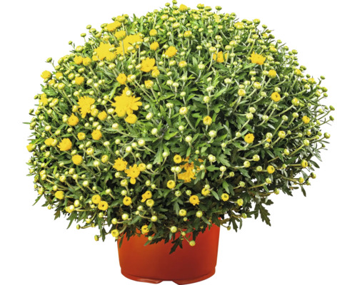 Crizantemă Chrysanthemum ghiveci Ø 19 cm diferite culori