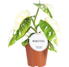 Plantă Monstera în ghiveci