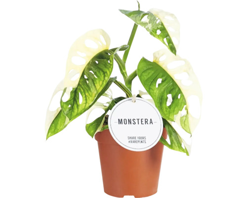 Plantă Monstera în ghiveci