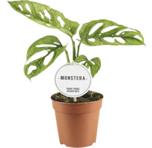 Plantă Monstera în ghiveci cu etichetă