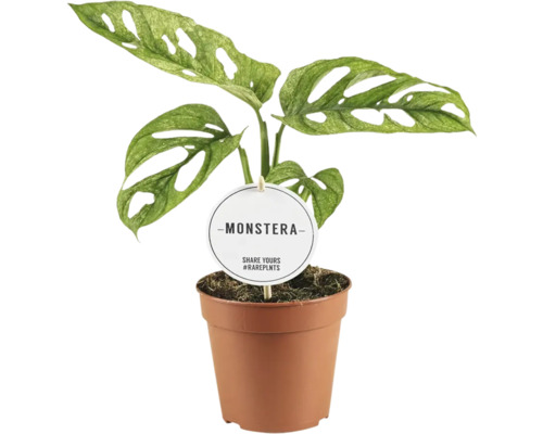 Plantă Monstera în ghiveci cu etichetă