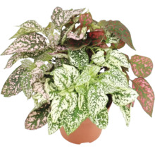 Plantă de interior pătată într-un ghiveci
