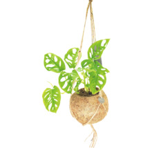 Plantă suspendată în ghiveci de nucă de cocos cu suspensie pe frânghie