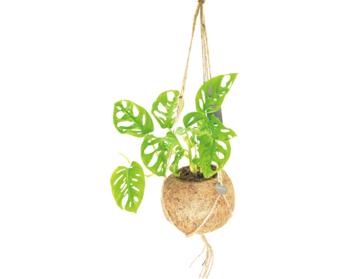Plantă suspendată în ghiveci de nucă de cocos cu suspensie pe frânghie