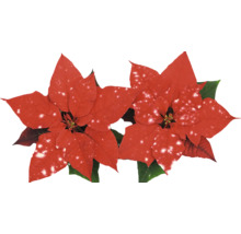 Doi Poinsettia roșii cu frunze verzi