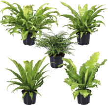 Cinci plante de interior în ghivece negre