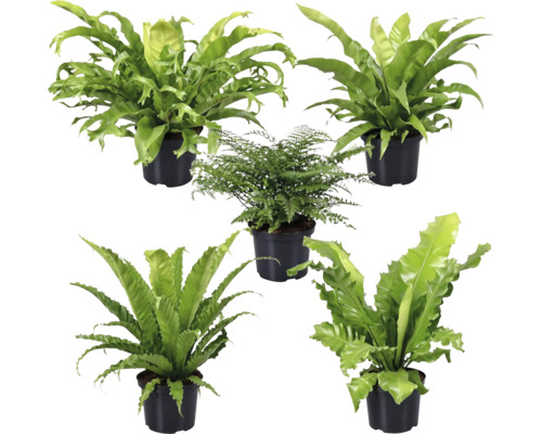 Cinci plante de interior în ghivece negre