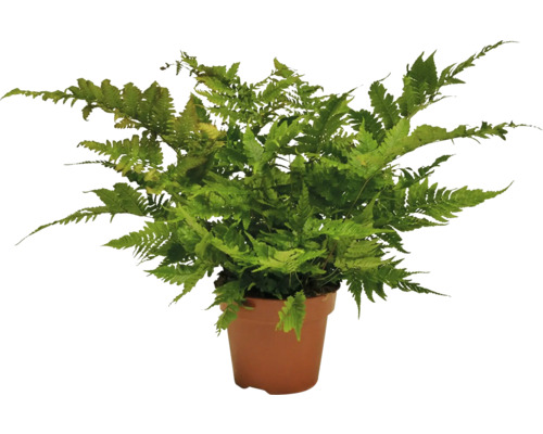 Ferigă verde într-un ghiveci