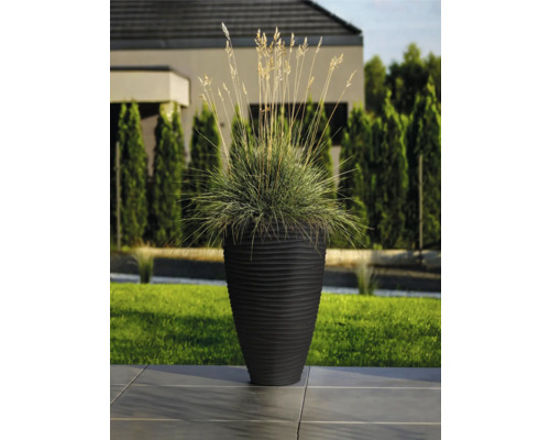 Plantă decorativă într-un ghiveci cu nervuri, în aer liber.