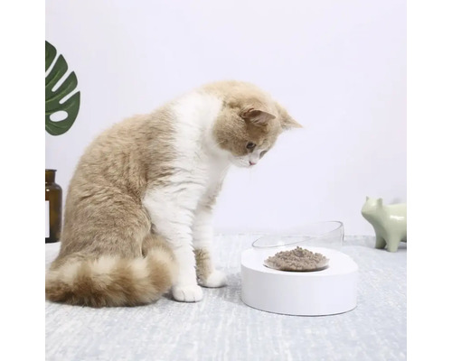 Pisică se uită la castronul cu mâncare