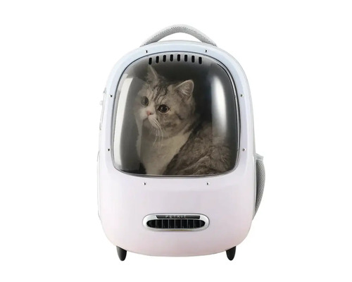 Pisică într-un rucsac transparent pentru animale de companie
