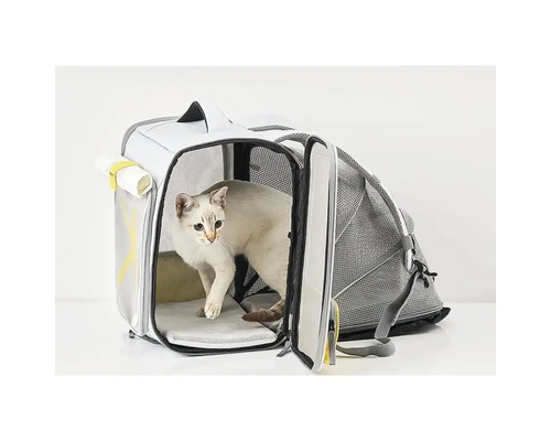 Pisică într-o geantă de transport
