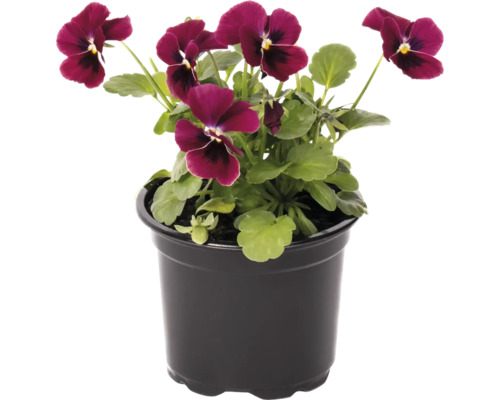 Panseluțe în ghiveci