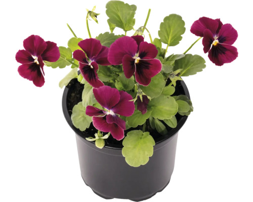 Panseluțe în ghiveci