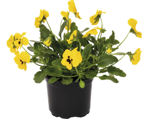 Panseluță galbenă în ghiveci