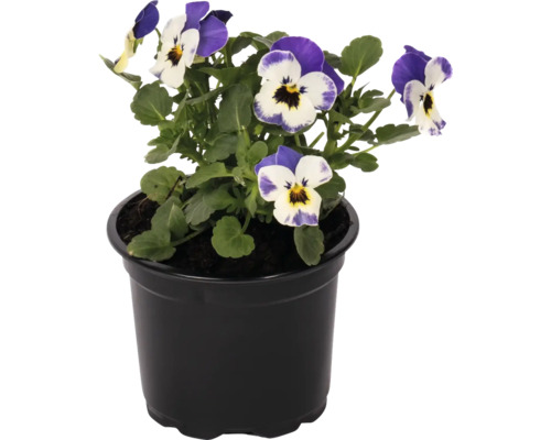 Panseluță în ghiveci