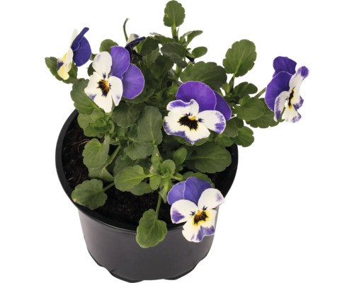 Violete cornute în ghiveci negru